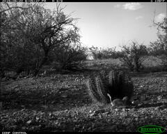 Xerospermophilus spilosoma