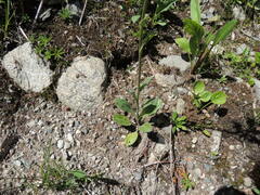 Packera streptanthifolia