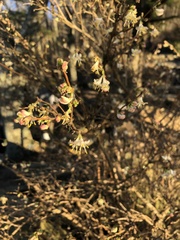 Lonicera fragrantissima