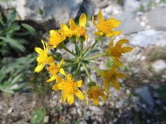 Packera streptanthifolia