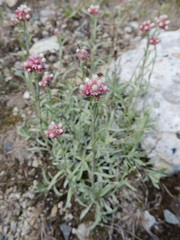 Antennaria rosea