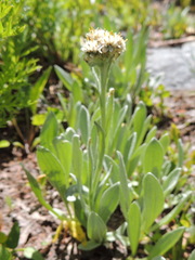 Antennaria lanata