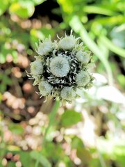 Antennaria lanata