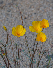 Eschscholzia papastillii