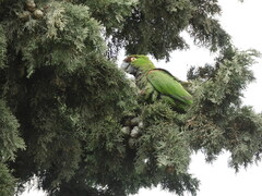 Rhynchopsitta terrisi