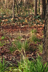 Dactylis glomerata lobata