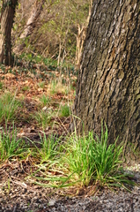 Dactylis glomerata lobata