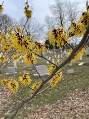 Hamamelis mollis
