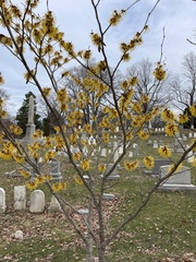 Hamamelis mollis
