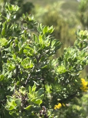 Aspalathus securifolia