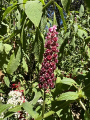Phytolacca