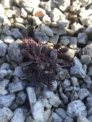 Petrosedum rupestre