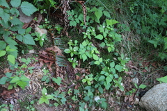 Lysimachia latifolia