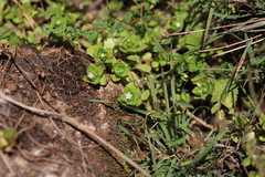 Crassula pellucida alsinoides