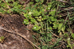 Crassula pellucida alsinoides