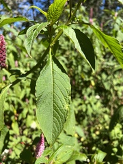 Phytolacca