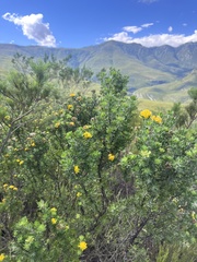 Aspalathus securifolia