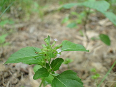 Clinopodium gracile