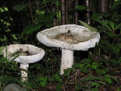 Amanita strobiliformis