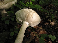 Amanita strobiliformis