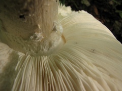 Amanita strobiliformis