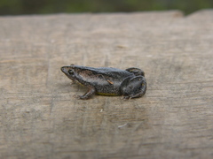 Elachistocleis muiraquitan