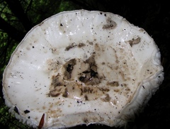 Amanita strobiliformis