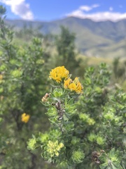 Aspalathus securifolia