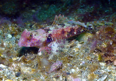 Synchiropus morrisoni