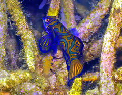 Synchiropus splendidus