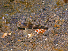 Tomiyamichthys latruncularius