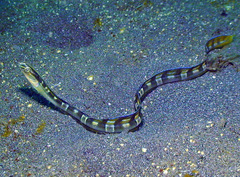 Xiphasia setifer