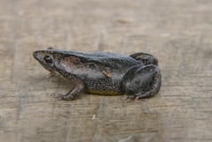 Elachistocleis muiraquitan