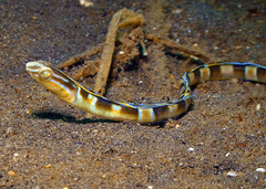 Xiphasia setifer