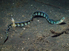 Xiphasia setifer