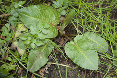Rumex obtusifolius