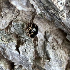 Coptosoma xanthogramma