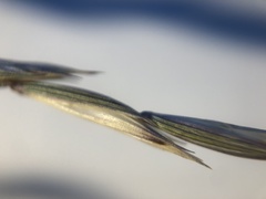 Elymus trachycaulus