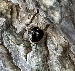 Coptosoma xanthogramma