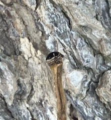 Coptosoma xanthogramma