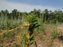 Cuscuta pentagona