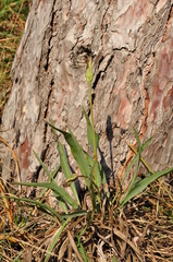 Takhtajaniantha austriaca