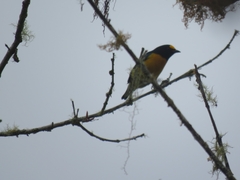 Euphonia minuta