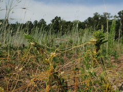 Cuscuta pentagona