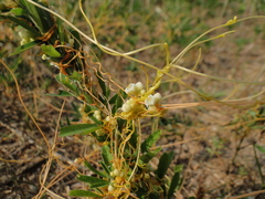 Cuscuta pentagona