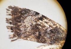 Choreutis betuliperda