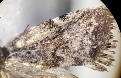 Choreutis betuliperda