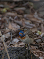 Luscinia svecica svecica