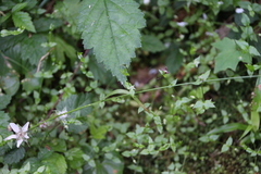 Stellaria crispa