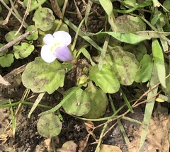 Mazus pumilus